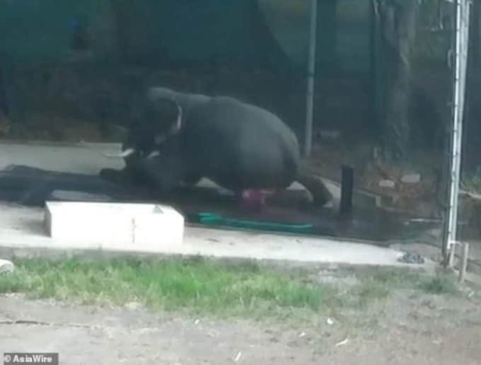 Elefante  mata a su cuidador de un "sentón" luego de ser regañado