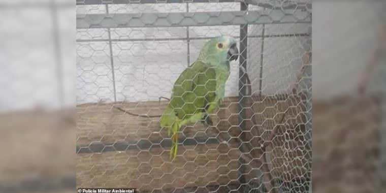 "Narco loro" es detenido por prevenir a sus dueños de la policía