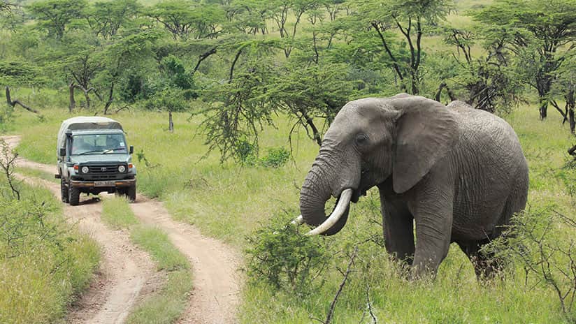 Elefante aplasta a cazador furtivo y leones se lo comen