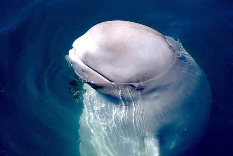 (VIDEO) Se cae su celular al mar, pero una beluga se lo regresa