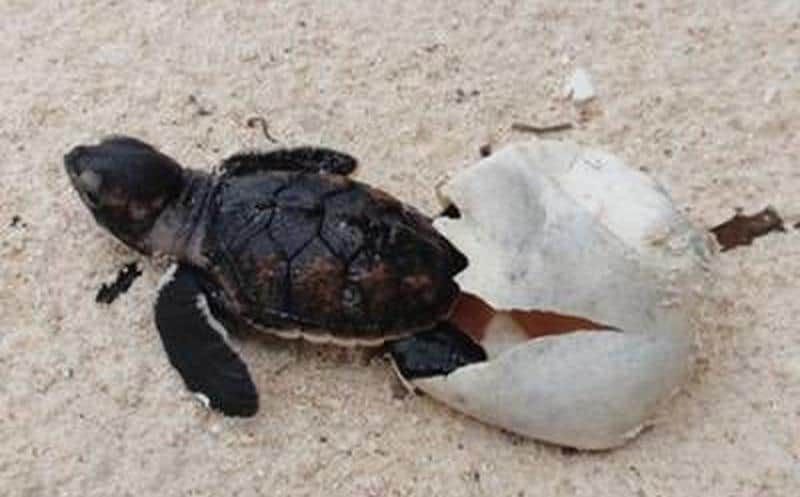 Akumal registra ya 21 nidos de tortugas marinas