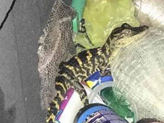 Mujer es detenida y le descubren un caimán en el pantalón