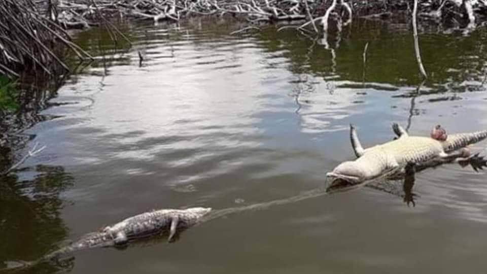 Mueren 2 cocodrilos por red ilegal en Mahahual