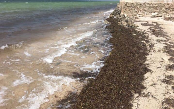 Sargazo da susto a yucatecos, llegó más a Progreso que a Playa del Carmen