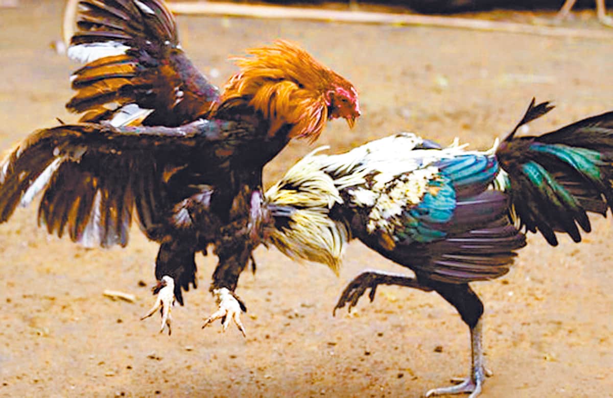 Piden palqueros, caleseros y galleros dar marcha atrás a Ley de Bienestar Animal