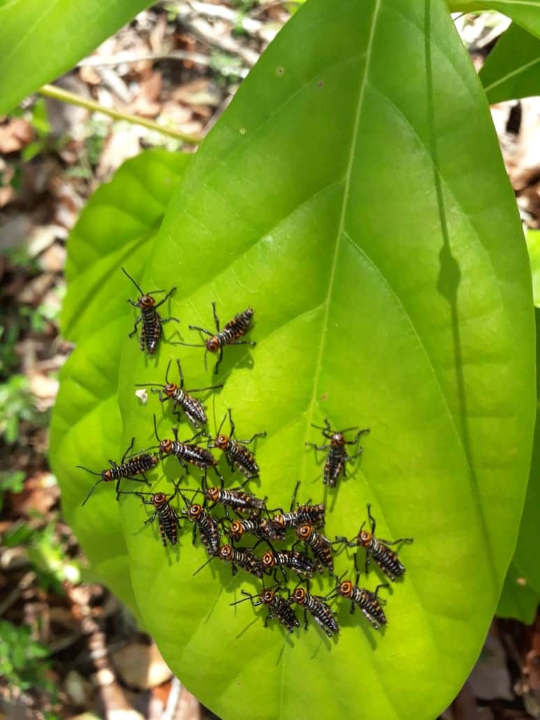 Plaga de langostas afecta sembradíos en Playa del Carmen