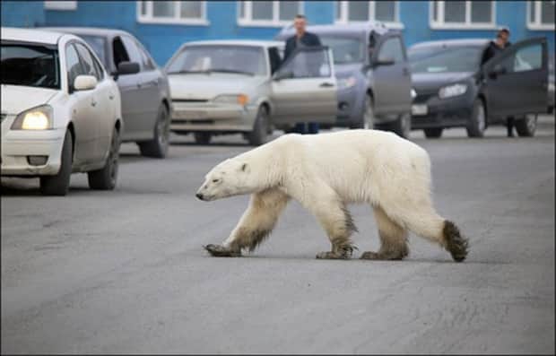Encuentran a oso polar buscando comida en la ciudad