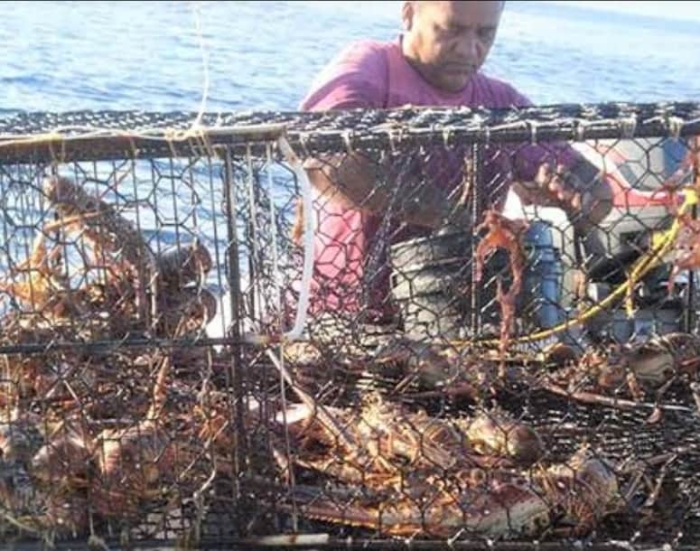 Mala temporada de langosta por sargazo