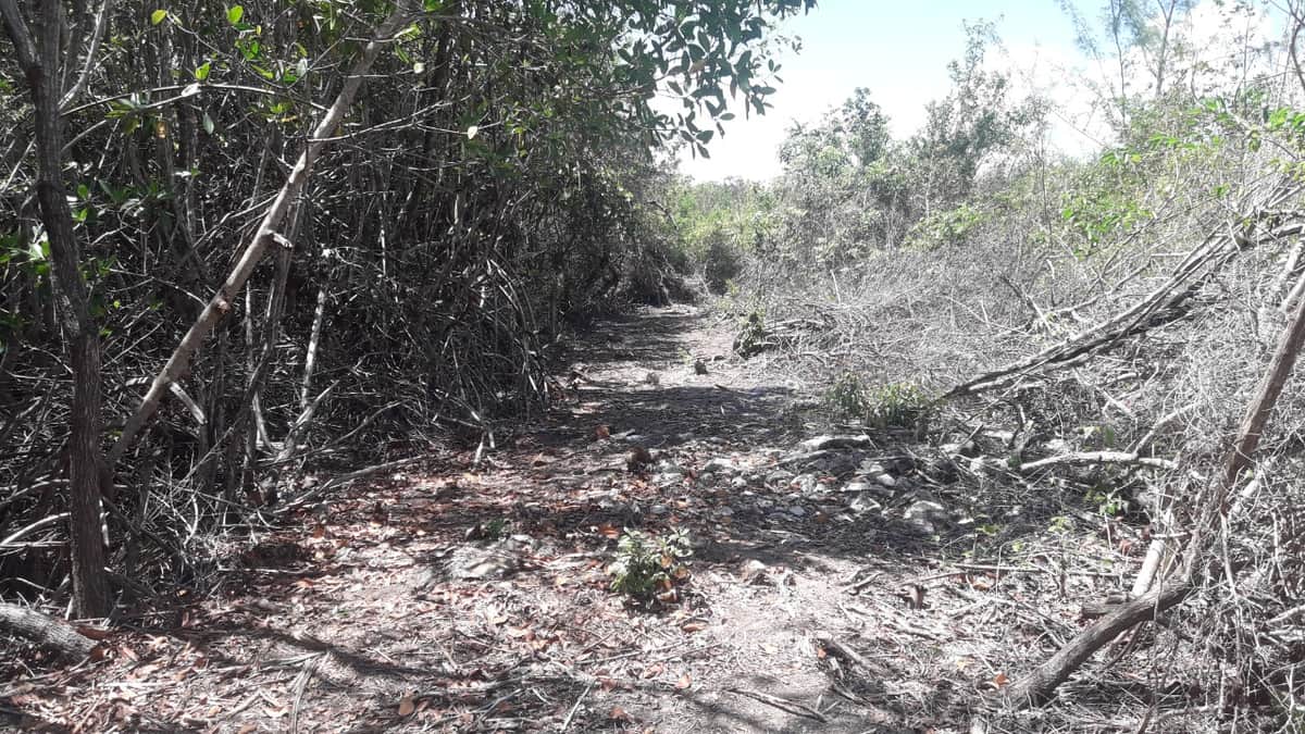Talan mangle en Playa Barracuda, Cozumel