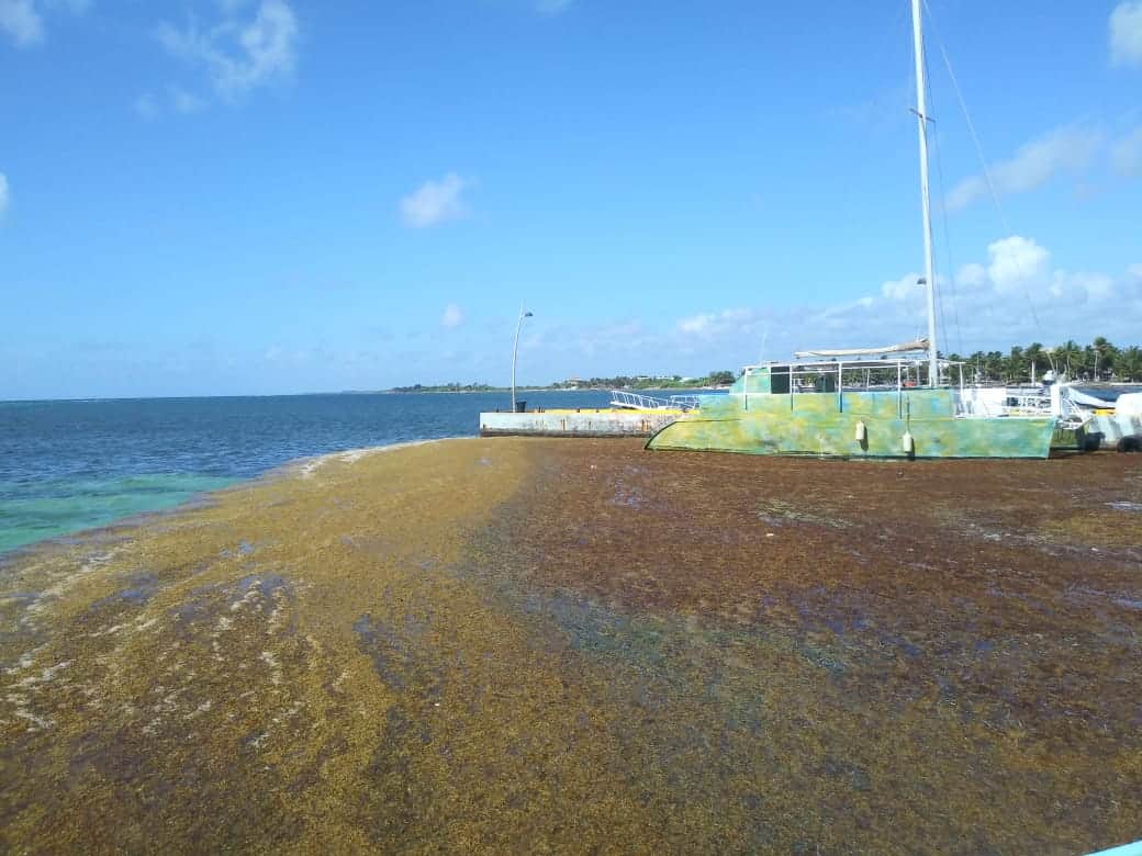 Galería: El sargazo en Mahahual y la agonía del turismo