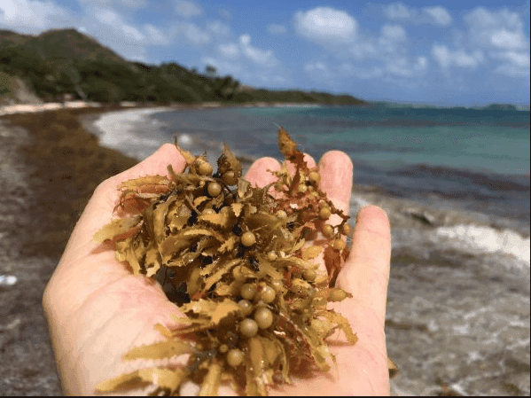 Sargazo es la esperanza contra el cáncer: Científicos del IPN