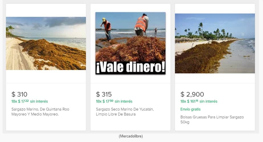 Sargazo se vende por kilo o al mayoreo por internet