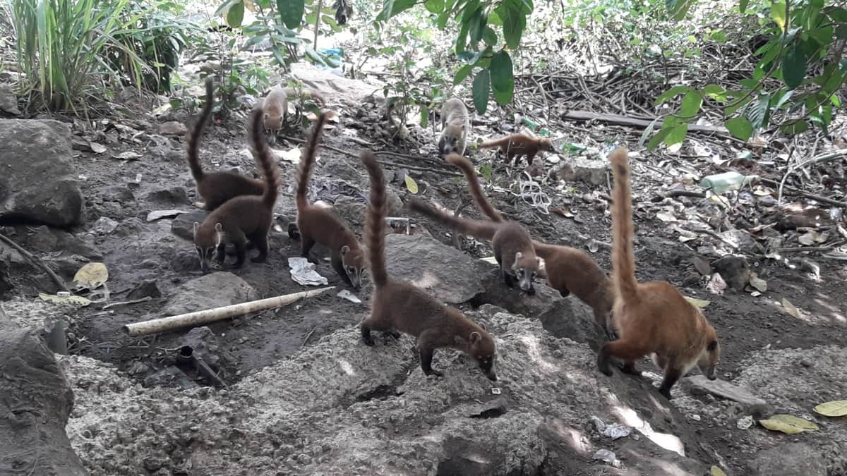 Perjudica que turistas alimenten a coatíes y pecarís en Cozumel