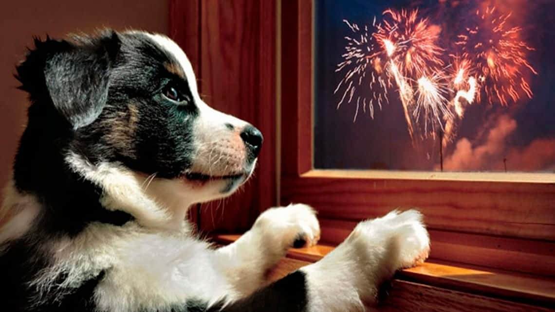 Consejos para ayudar a tu mascota en caso de fuegos artificiales