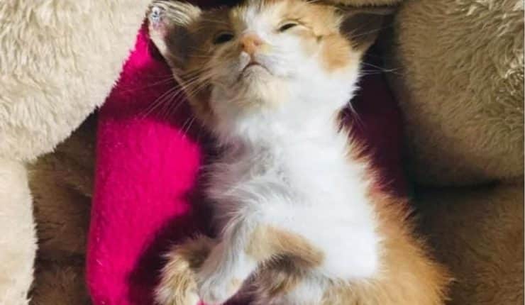 Denuncian en redes a sujeto que decapitó a un gato recién nacido