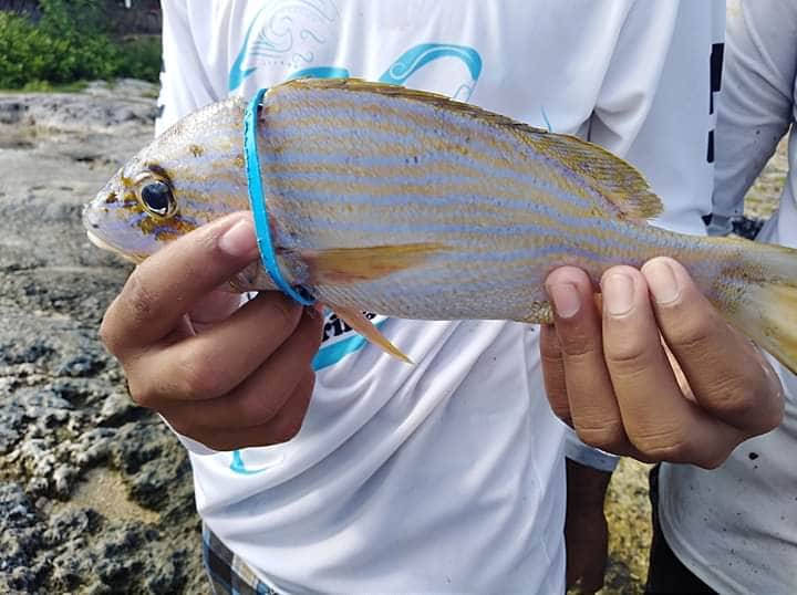 Muere pez estrangulado por aro plástico en Cozumel