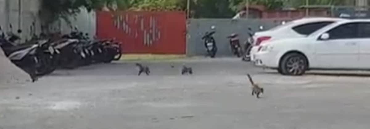 Coatís cruzan la carretera pasa alimentarse de basureros de hotel