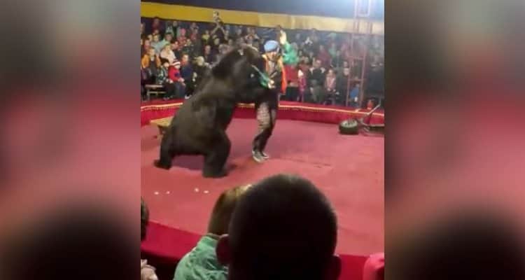 (Video) Oso ataca a su domador en plena función de circo