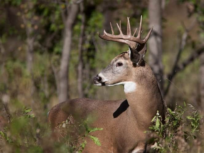 Ciervo finge su muerte y mata a su cazador