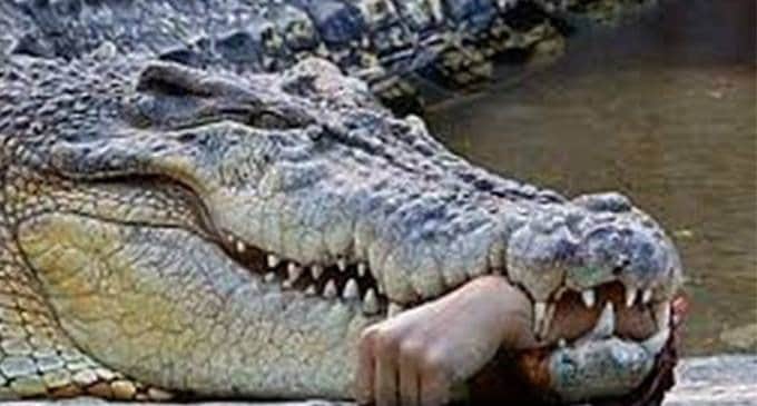 Cocodrilo se come un cadáver en Zona Hotelera de Cancún