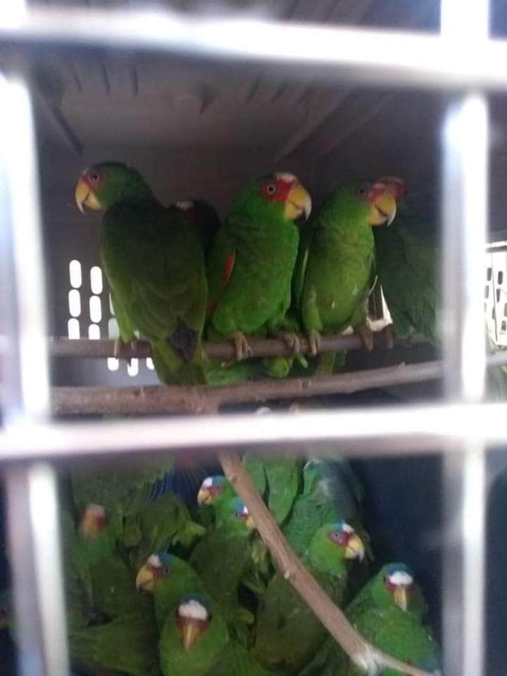 Detienen cargamento ilegal de 103 loros en Chetumal ¡los traían en costales!