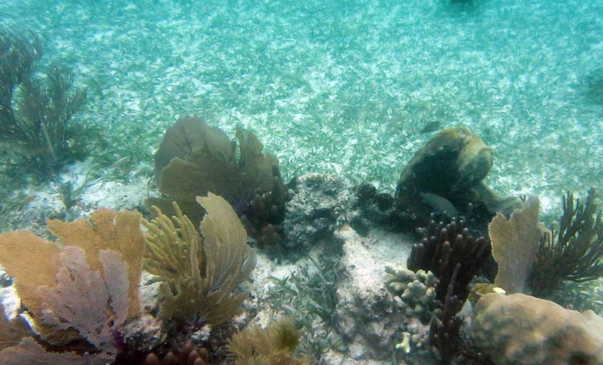 Colabora Grupo Iberostar en la construcción de vivero madre de coral en la Riviera Maya