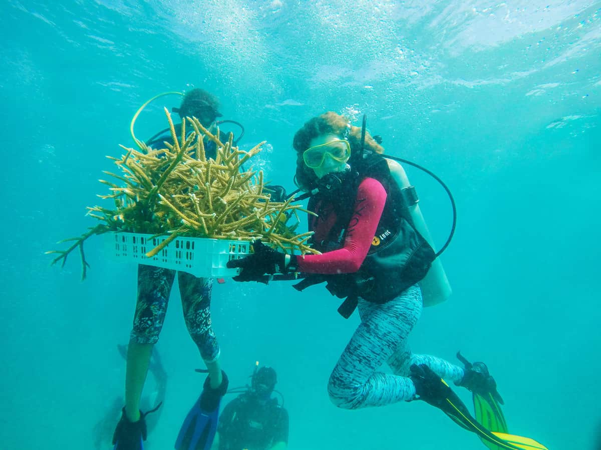 Con siembra masiva de corales, Quintana Roo es ejemplo mundial en conservación ambiental