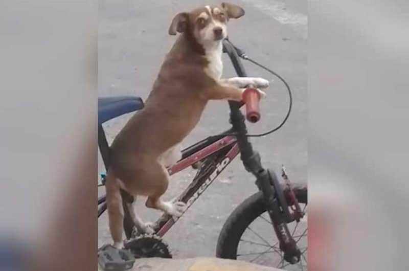 Video: Niño pasea con su perro en bicicleta y se vuelve viral
