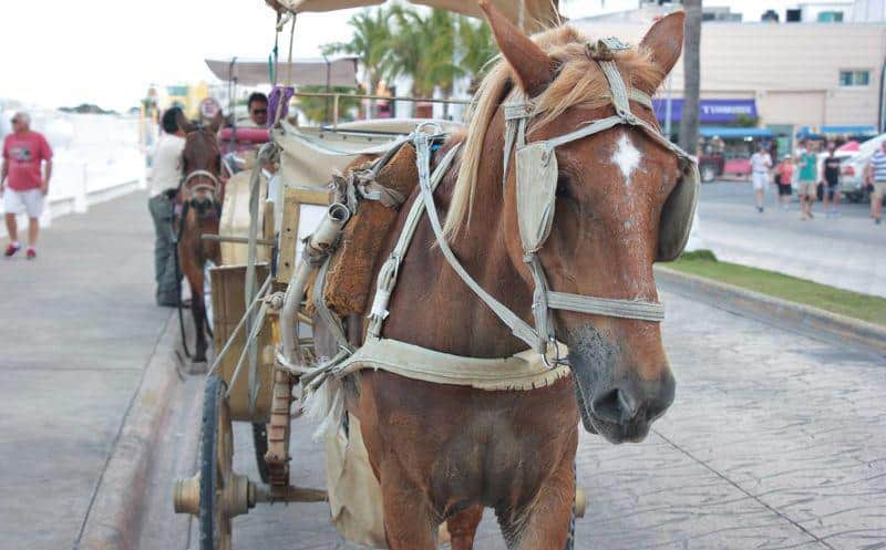 Darán "reversa" a Ley de Bienestar Animal