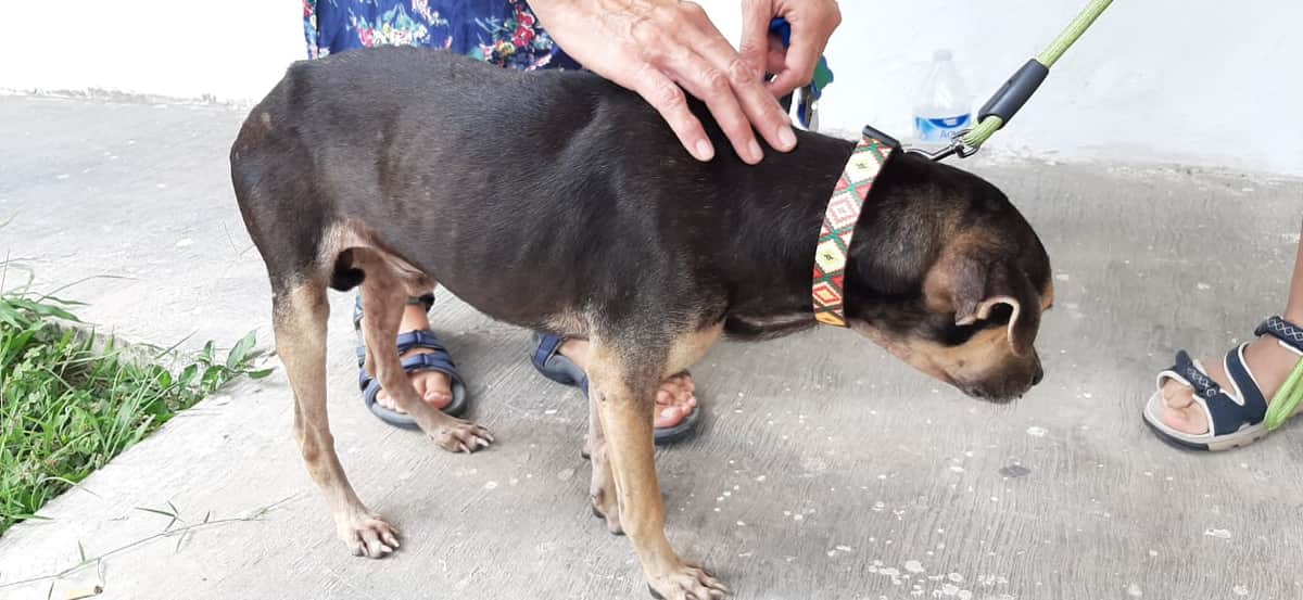 Acusan a hermano de Lizbeth Song de maltrato animal