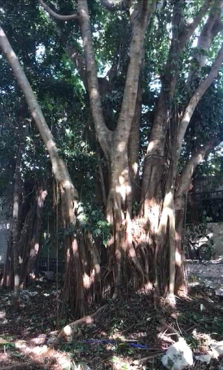 Piden salvar a árboles en el Ejido de Playa del Carmen, ante planes de desarrolladores