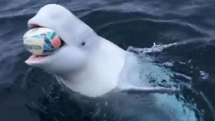 Una beluga juega a la pelota con un marinero en mitad del océano