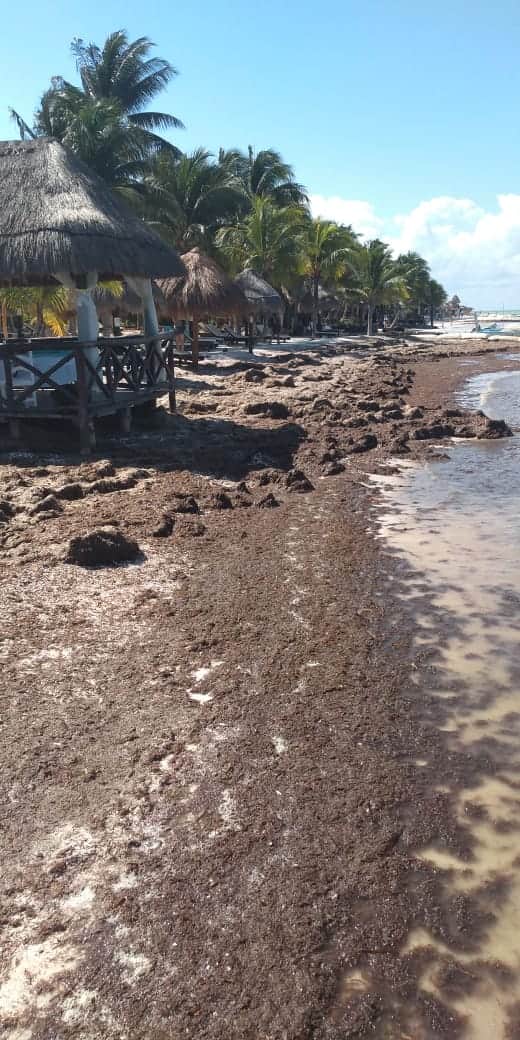 Regresa el sargazo a Holbox a causa de un norte