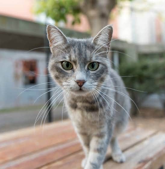 VIDEO: Gato 'asalta' a un oficial de policía durante una entrevista con la prensa