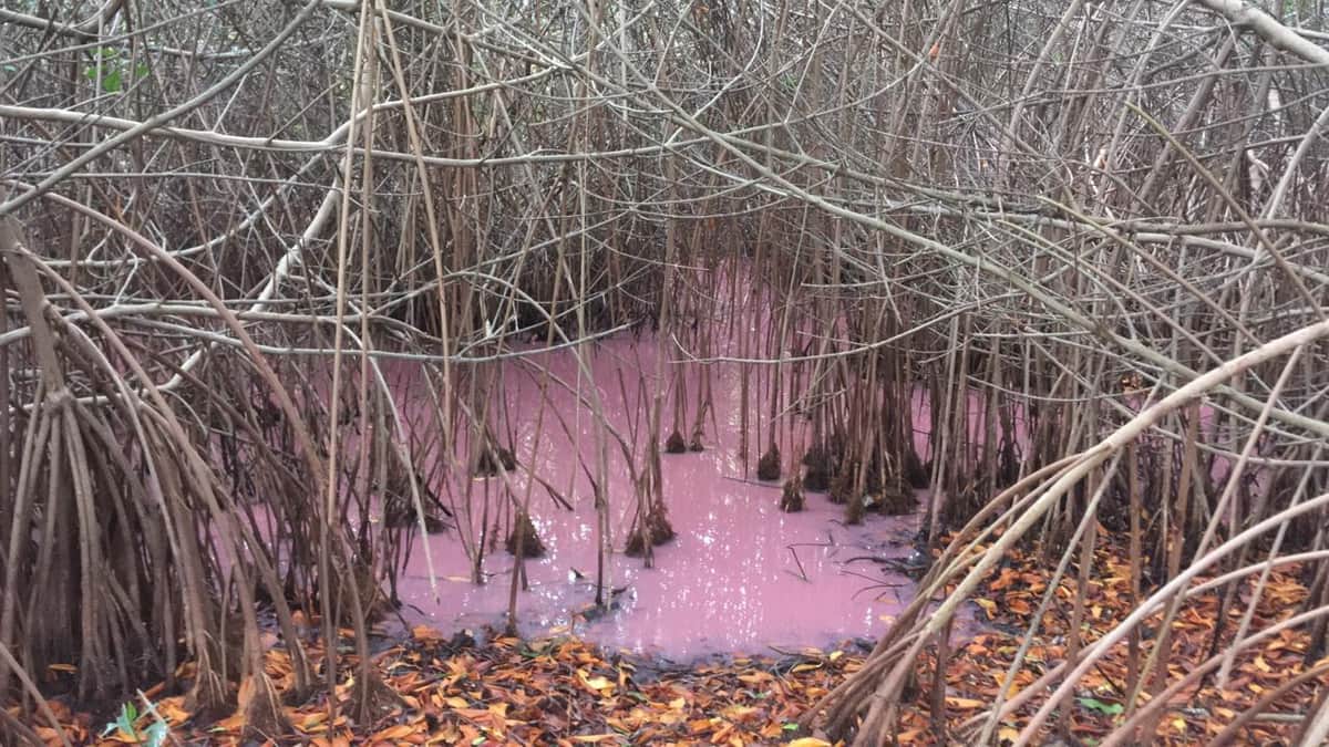 Hotel El Cid "le llega al precio" a la Conanp y se retracta de denuncia por contaminación de manglar en Puerto Morelos