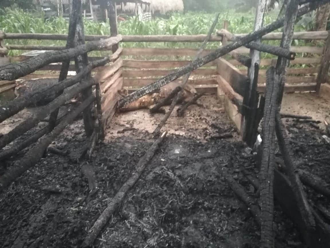 Mueren puercos en un incendio, quedaron calcinados