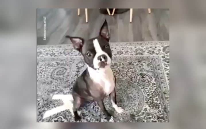 Perrito enojado con su dueño recurre a tierna venganza y se hace viral
