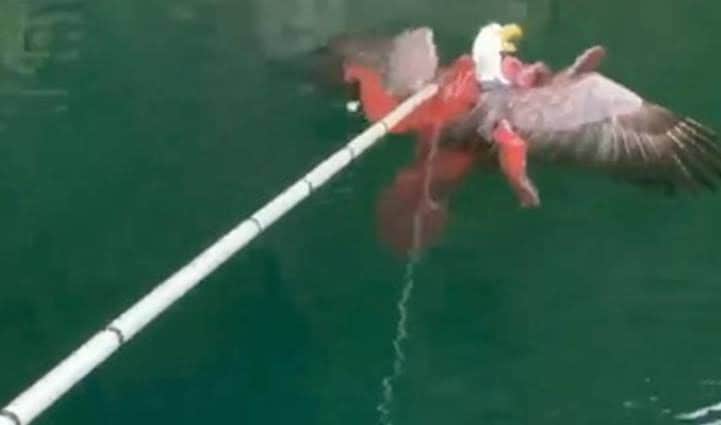Aterrador: Pulpo gigante ataca un águila; pescadores la intentan salvar