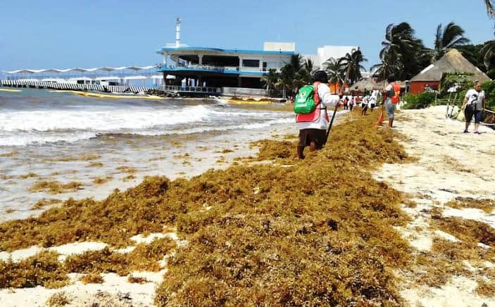 Antes del fin de año, contratación de empresas para atender sargazo: Beristain