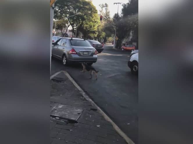 Abandonan a perrito en la calle y éste sigue su auto para regresar a casa