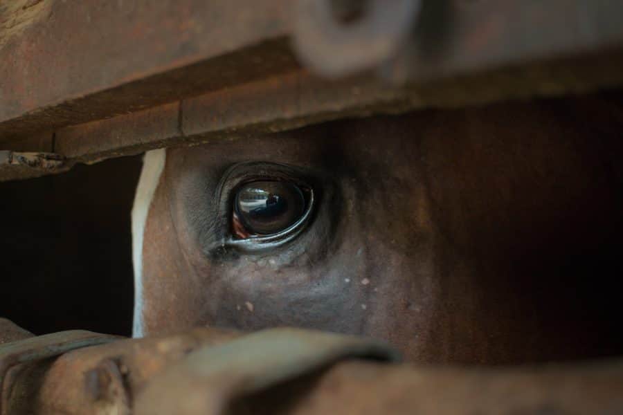Video: Familia arrastra a un caballo a la fuerza atado a una camioneta
