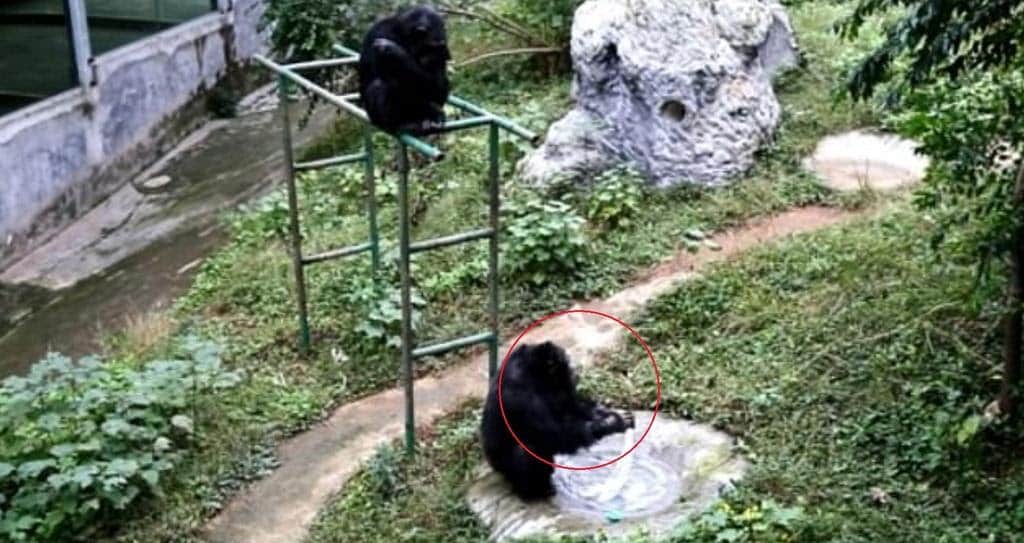 Sorprende chimpancé 'lavando' ropa en zoológico