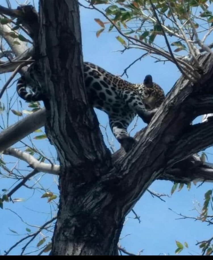 Rescatan a jaguar en la Zona Hotelera de Cancún