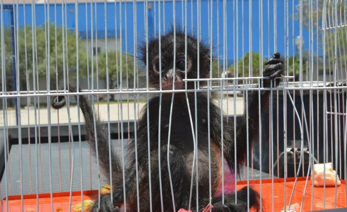 Recupera Profepa mono araña en Quintana Roo