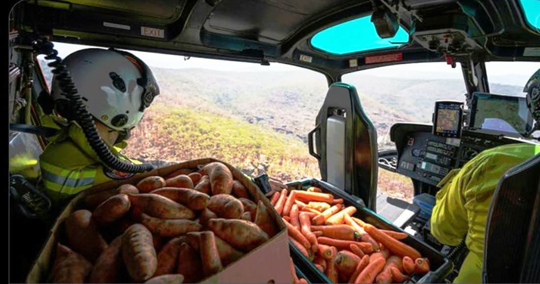 (Video) "Llueven" zanahorias para alimentar a fauna afectada por incendios en Australia