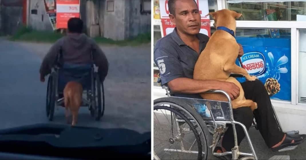 VIDEO: Perrito empuja silla de ruedas de su dueño con discapacidad
