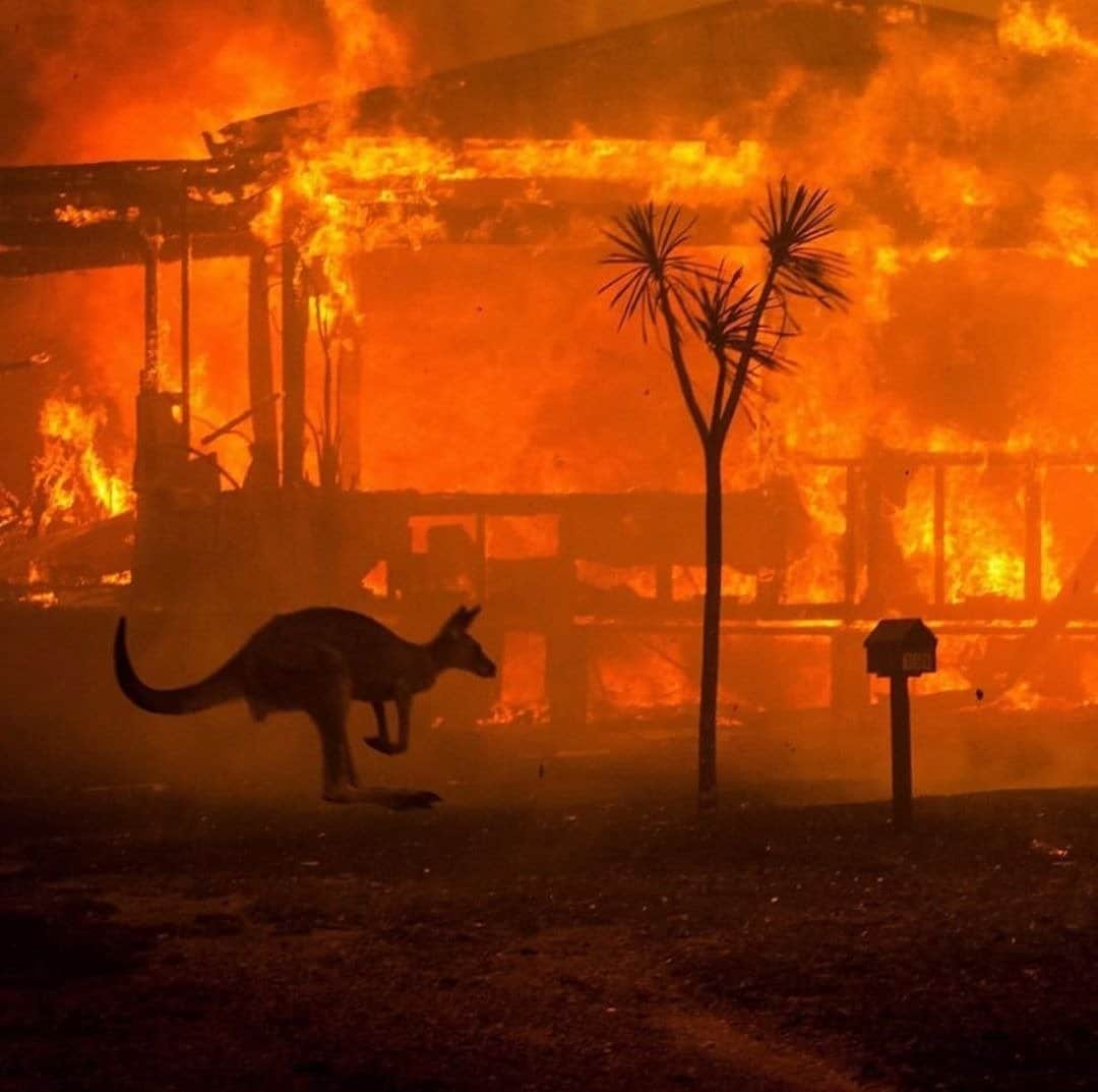 #FOTOS Australia registra 500 millones de animales muertos por incendios forestales