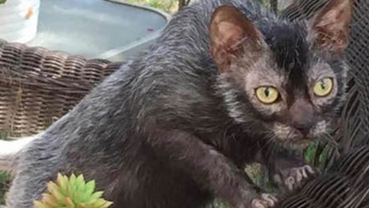 Fotos: Lobo, un gato que no parece gato