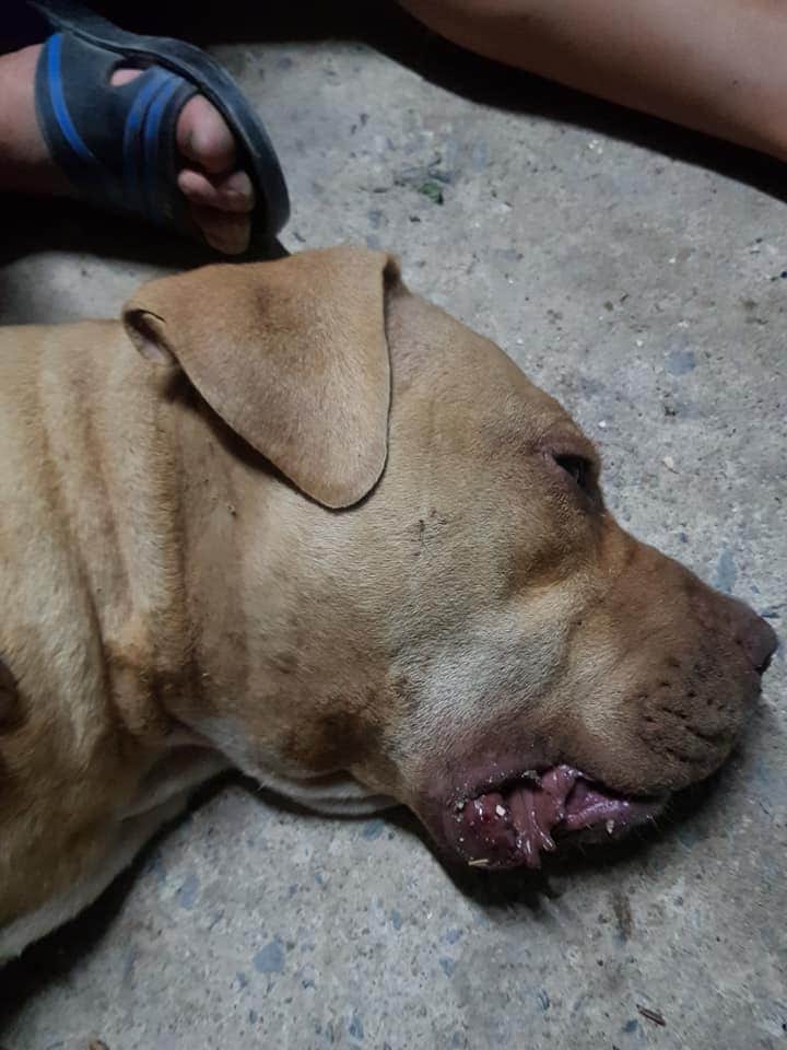 Perrita salva a sus amos de una letal cobra y muere estando preñada