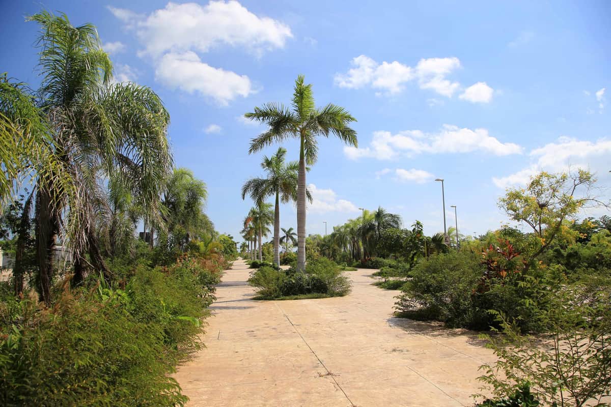 Tajamar fue vandalizado por muchos años: Mara Lezama